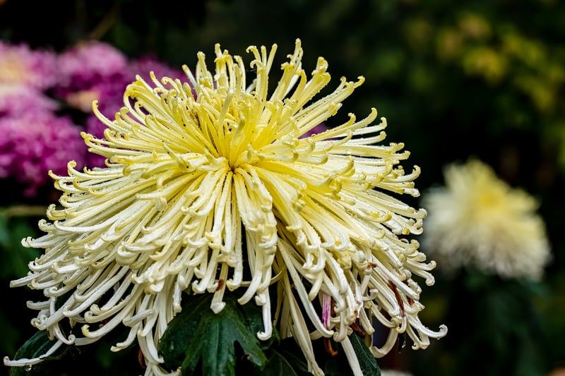 Plant Photography